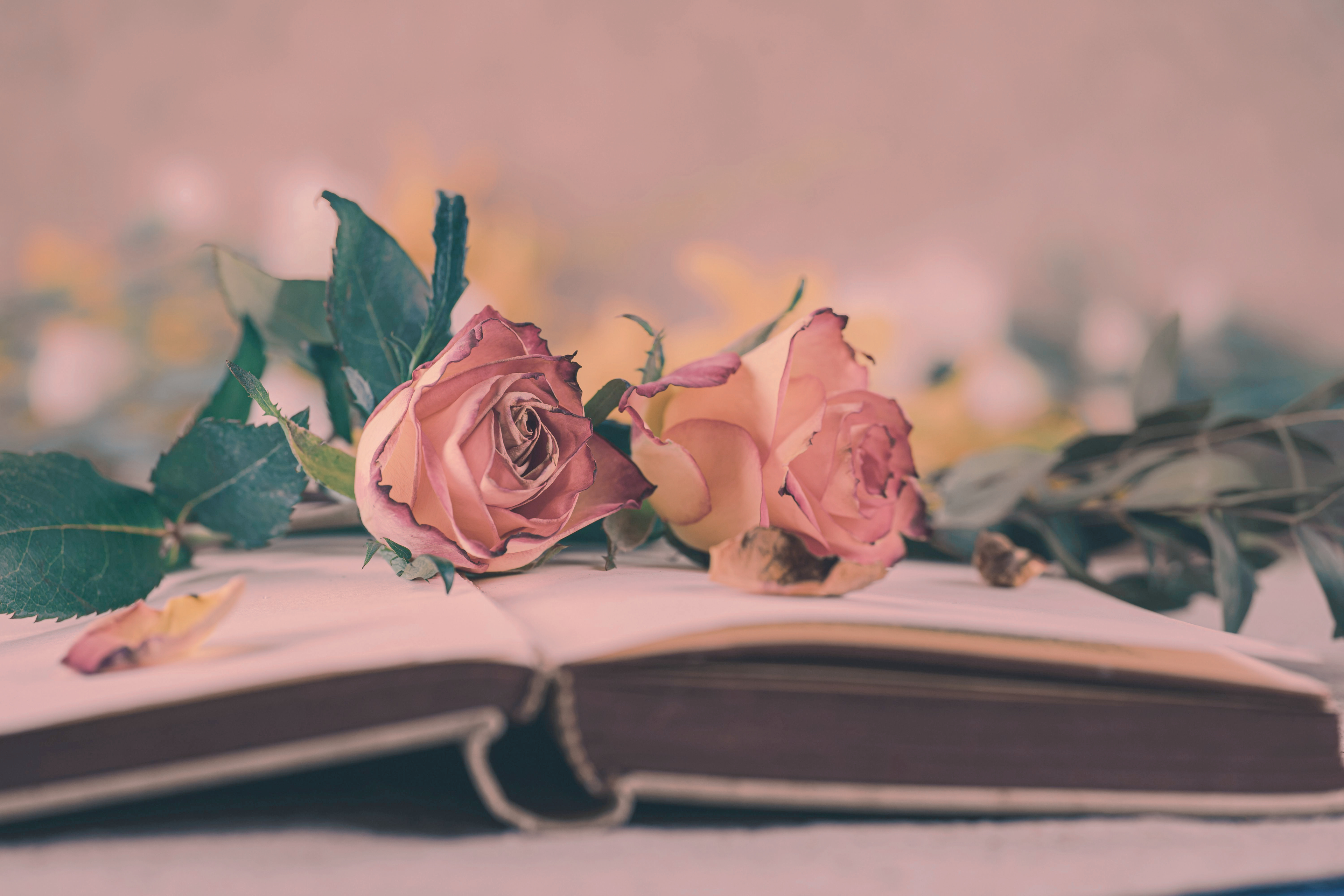Two dusty pink roses resting on the open pages of a vintage book — romantic lifestyle image for Maison of Stories romance-inspired fragrance and bodycare brand.